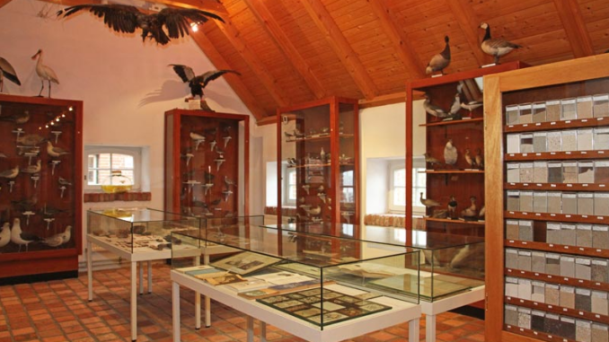 Heimatmuseum Borkum: Vogel Ausstellung