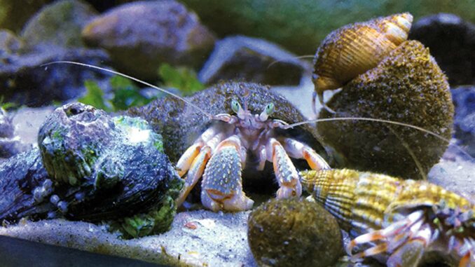 Nordsee Aquarium Borkum