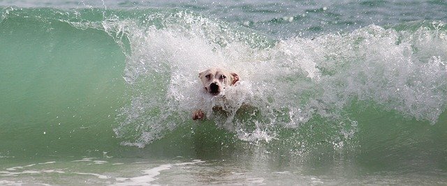 Camping auf Borkum mit Hund