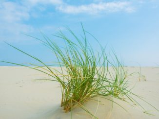 Borkum mit Hund erleben