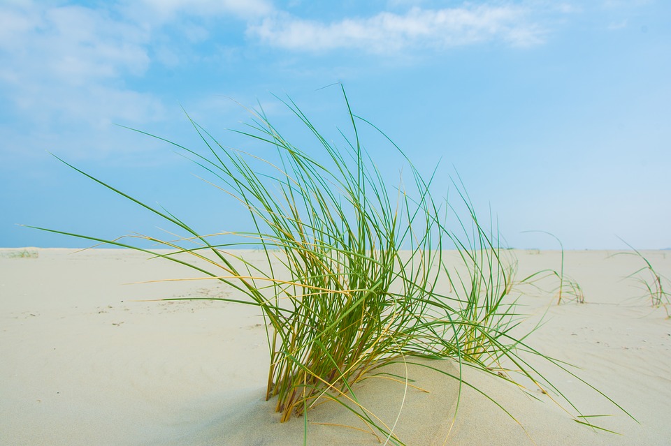 Borkum mit Hund erleben