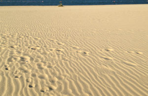 Strand Amrum