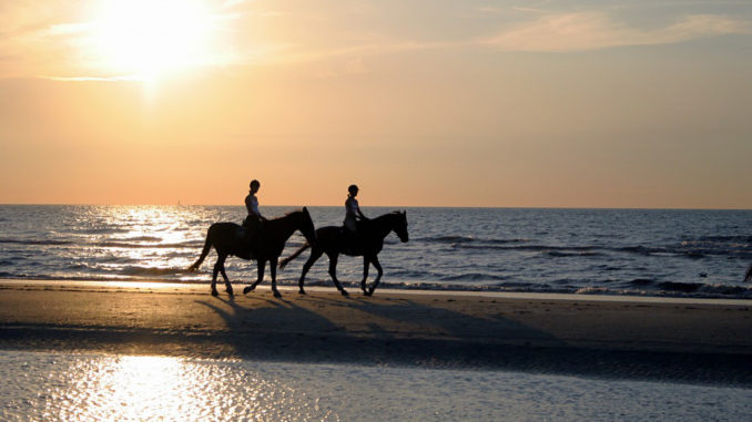 Reiterurlaub auf Amrum und Pellworm