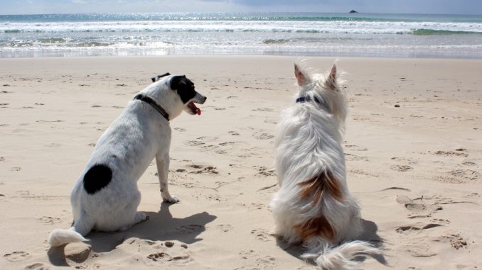 Zwei Hunde am Strand