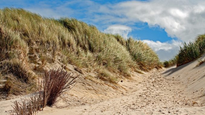 Düne auf Amrum