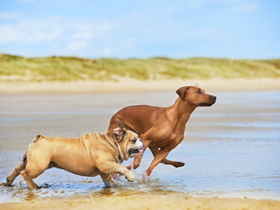 Urlaub mit dem Hund auf der Nordseeinsel Amrum