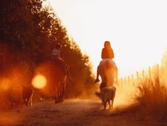 Ausritt mit Hund und Pferd