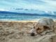 Hund am Strand