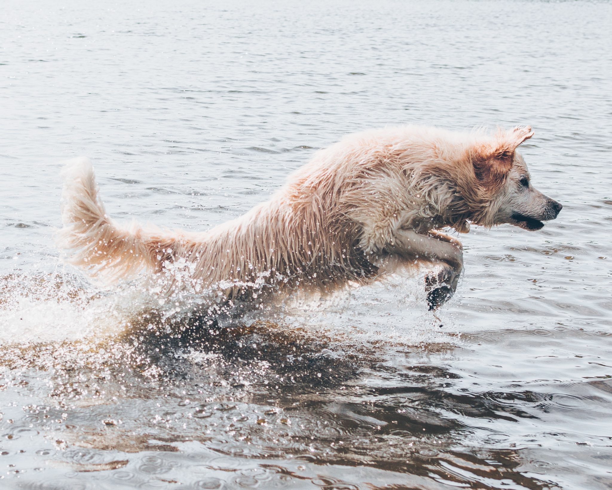 Wann ist die beste Reisezeit für Wangerooge mit Hund?
