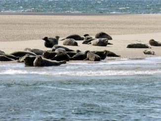 Robbenbänke auf Sylt