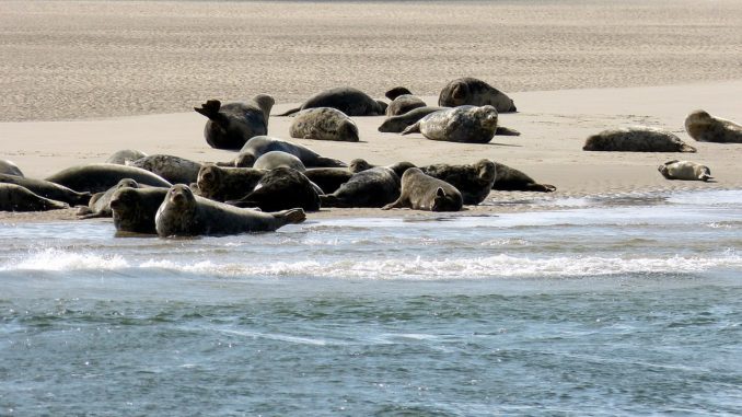 Robbenbänke auf Sylt