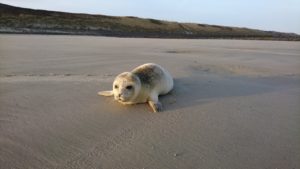 Robbe am Strand