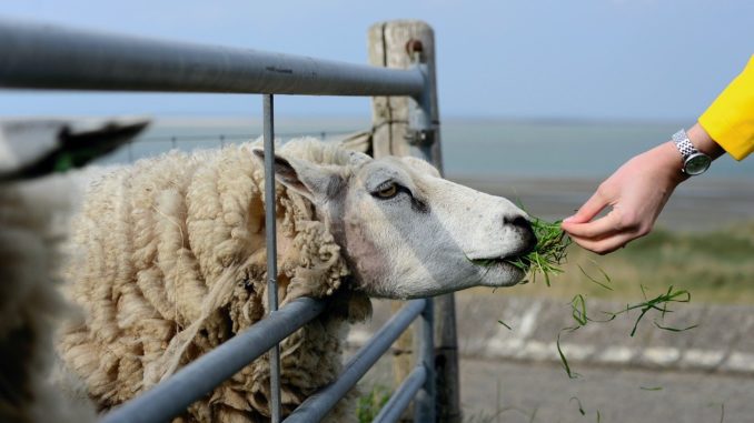 Niederländische Nordseeinseln - Holland Inseln Nordsee