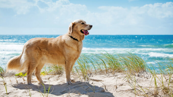 Die hundefreundlichsten Nordseeinseln – Ein Vergleich der besten Reiseziele für Mensch und Tier