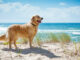 Die hundefreundlichsten Nordseeinseln – Ein Vergleich der besten Reiseziele für Mensch und Tier