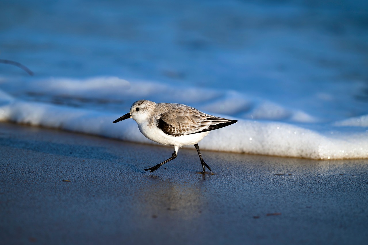 Vogelbeobachtung an den Nordseeinseln: Was Naturtouristen wissen sollten