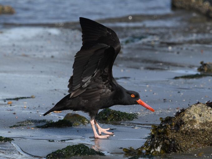 Vogelbeobachtung an den Nordseeinseln: Was Naturtouristen wissen sollten