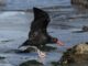 Vogelbeobachtung an den Nordseeinseln: Was Naturtouristen wissen sollten