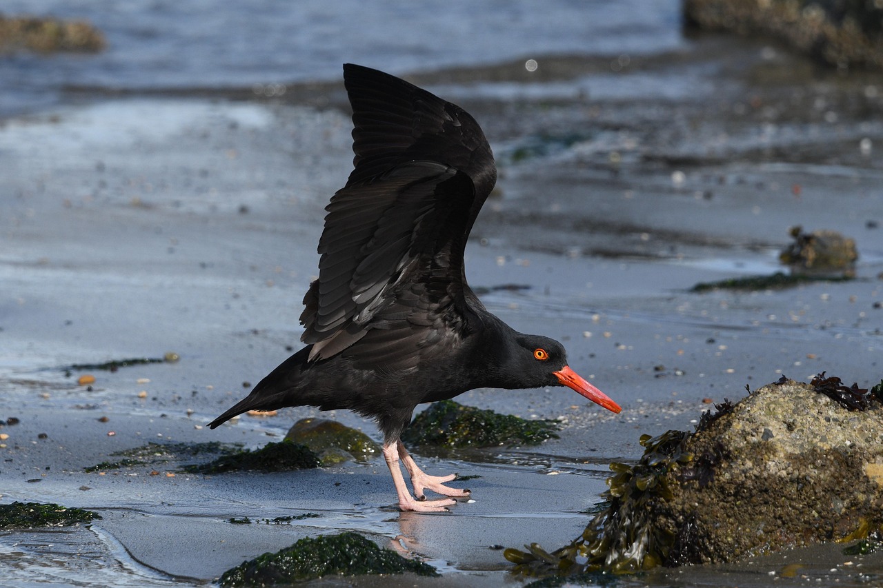Vogelbeobachtung an den Nordseeinseln: Was Naturtouristen wissen sollten
